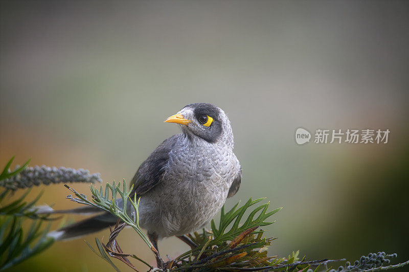 吵吵闹闹的小矿工(Manorina melanocephala)